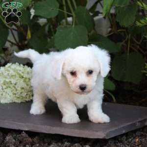 Michelle, Bichon Frise Puppy